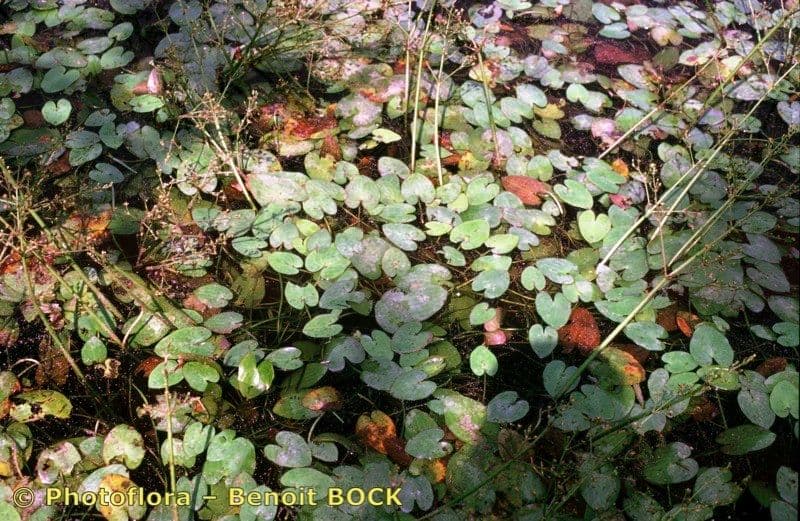 Caldesia parnassifolia mit herzformigem Laub in aquatischer Umgebung