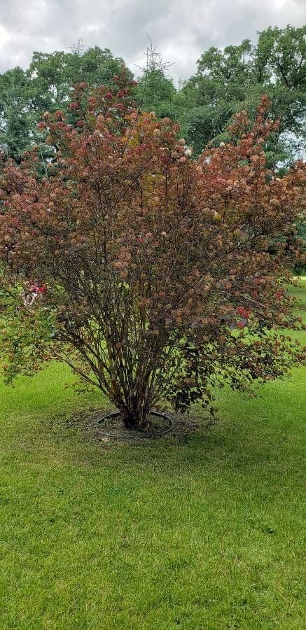 Physocarpus capitatus in volle bloei met witte bloemtrossen