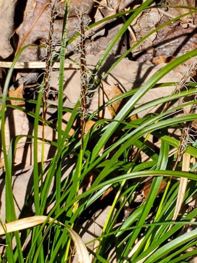 Carex picta with elegantly arched foliage