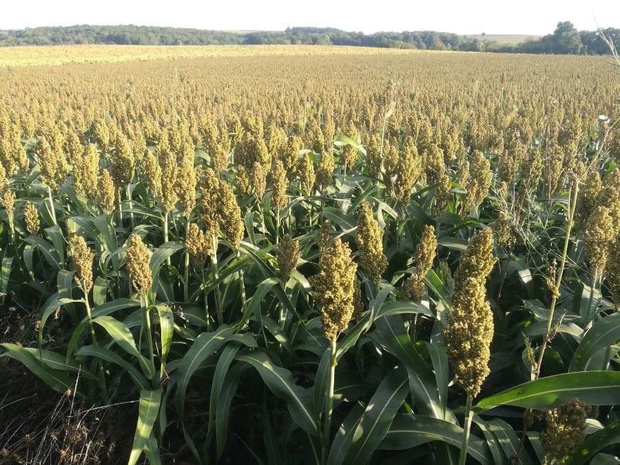 Sorghum grain heads and foliage