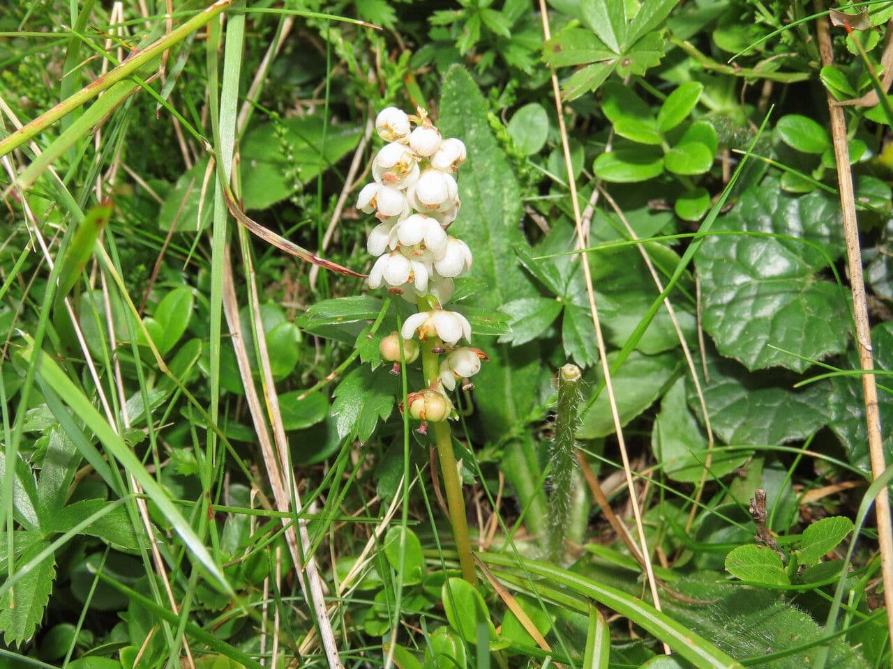Petite pyrole affichant de delicates fleurs rose-blanc et des feuilles brillantes