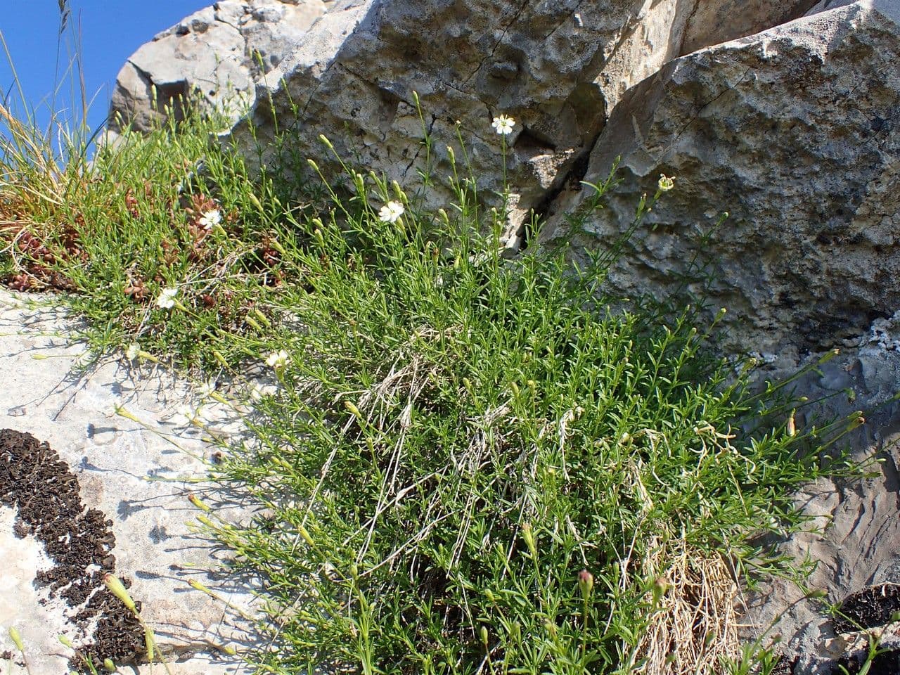 Silene saxifraga delicate white flowers in alpine setting