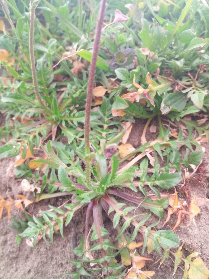 Rötliches Hirtentäschel in voller Blüte auf einer sonnigen, kiesbedeckten Böschung