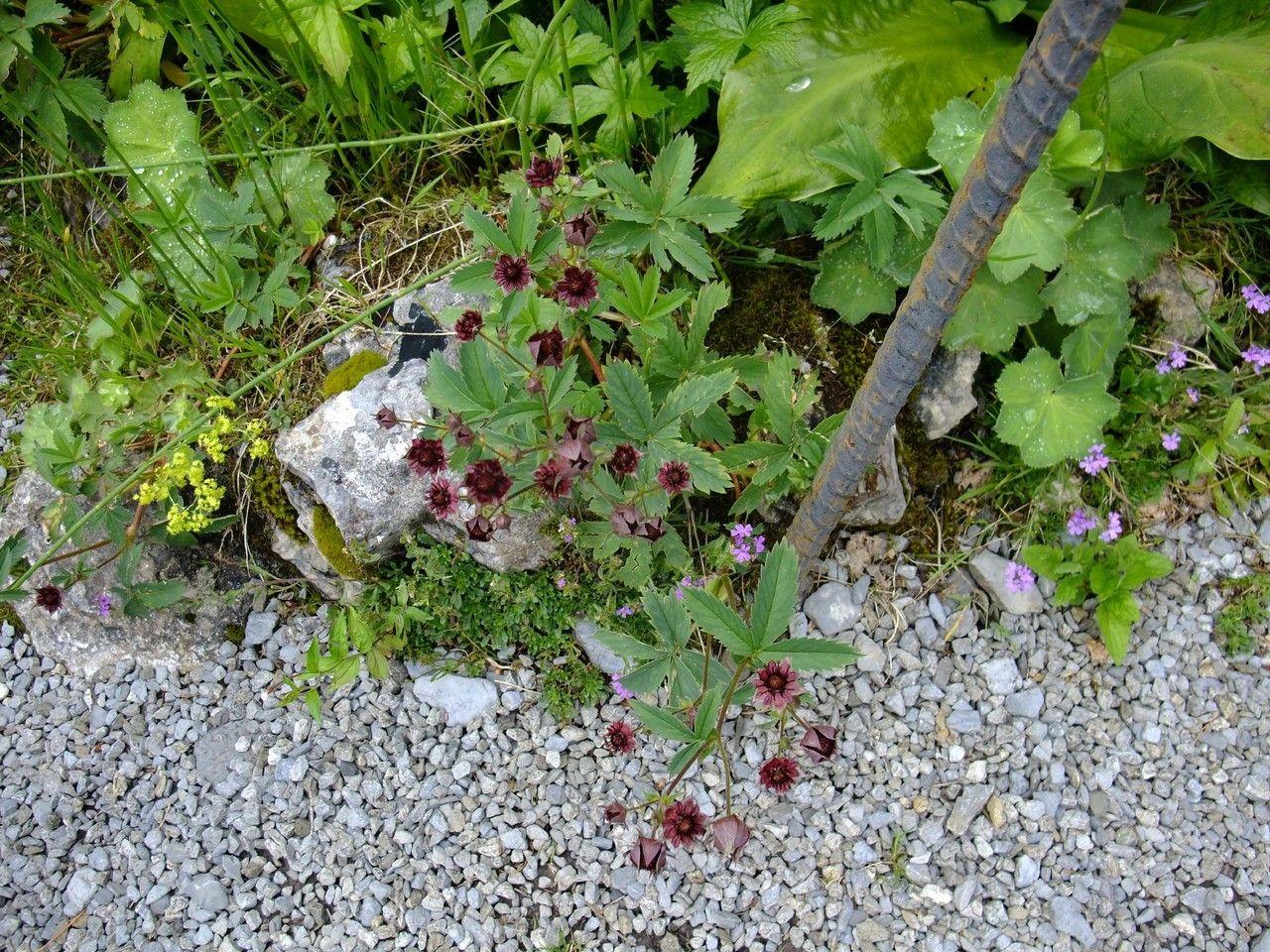 Sumpf-Fingerkraut (Comarum palustre) in voller Blüte am Teichrand mit dunkelgrünen Blättern und tiefroten Blüten