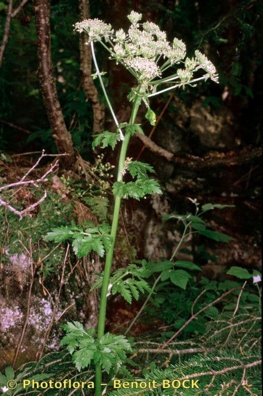 Oostenrijkse rippensame met witte bloemen in natuurlijke alpenhabitat