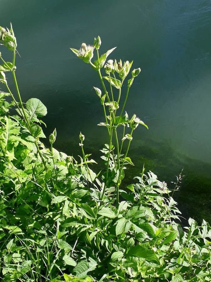 Cirsium oleraceum mit gelben Blütenköpfen