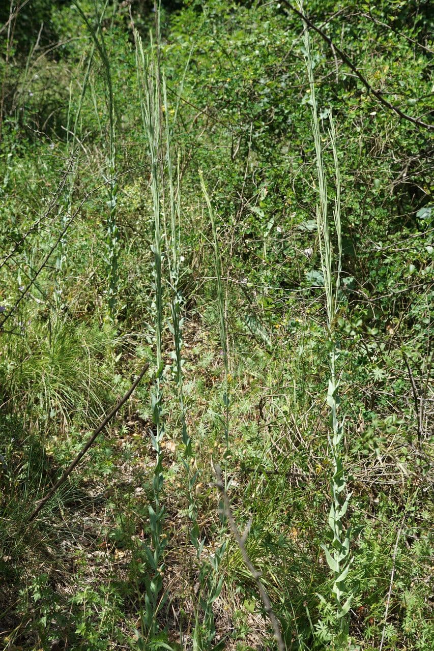 Plante tower mustard avec epis floraux verticaux