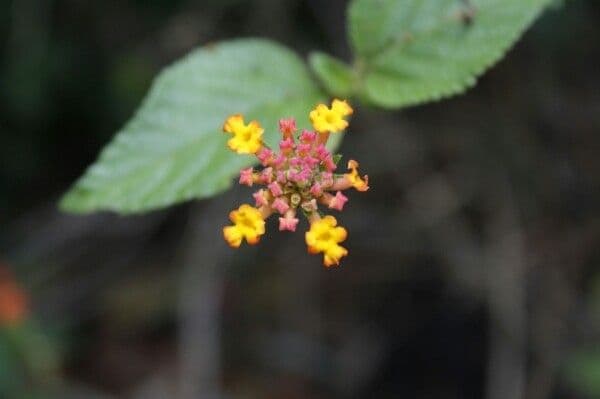 Lantana mit kugelig angeordneten Blütenclustern in Rot, Orange und Gelb