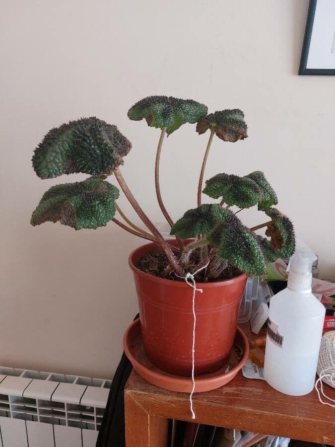 Iron Cross begonia with characteristic silver-bronze cross markings on dark green velvety leaves