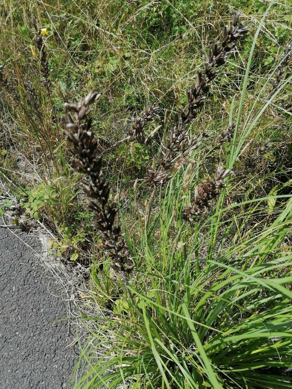 Gestreepte teunisbloem (Oenothera x fallax) met felgele bloemen in bloei