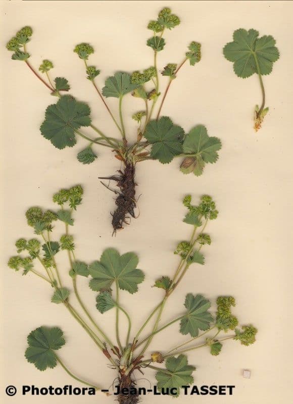 Geröteter Frauenmantel (Alchemilla colorata) mit gelappten Blattern und gelbgrunlichen Bluten