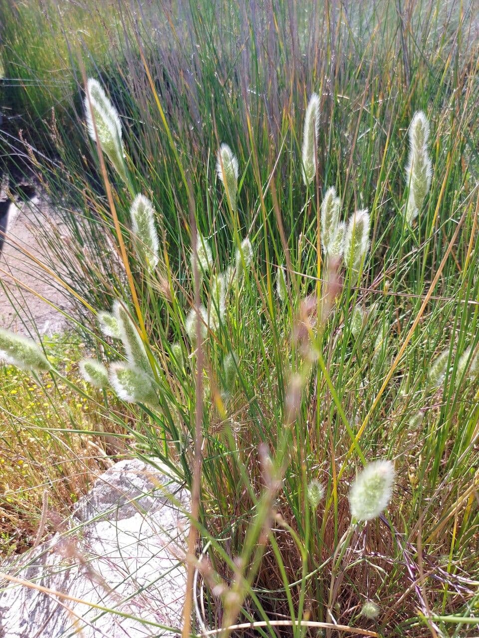 Polypogon maritimus Mittelmeer-Bartgras bluhende Ahrchen
