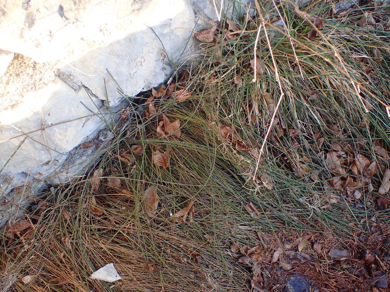 Bunter Schachtelhalm in einem feuchten, halbschattigen Beet