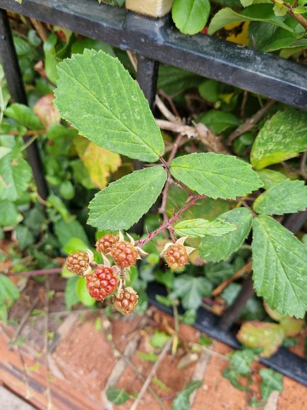 Schlankstachelige Brombeere in natürlicher Umgebung mit schlanken Trieben und feinen Dornen