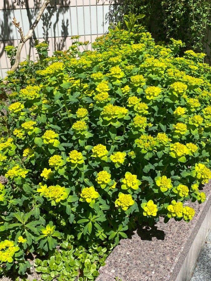 Bunte Wolfsmilch in voller Blüte auf einer sonnigen Rabatte