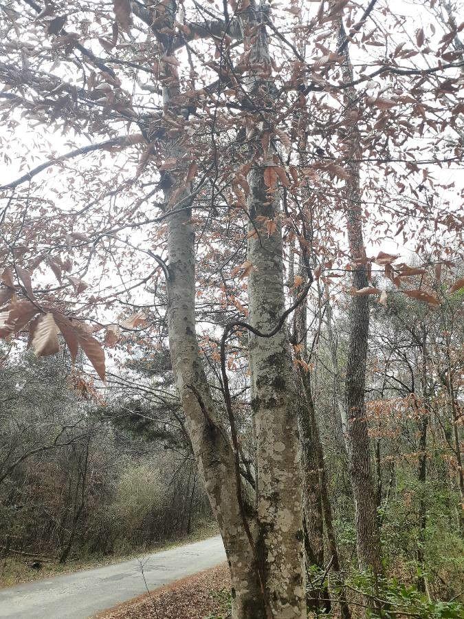 Ausgewachsene Amerikanische Buche im Herbst, in einer lichten Waldlichtung