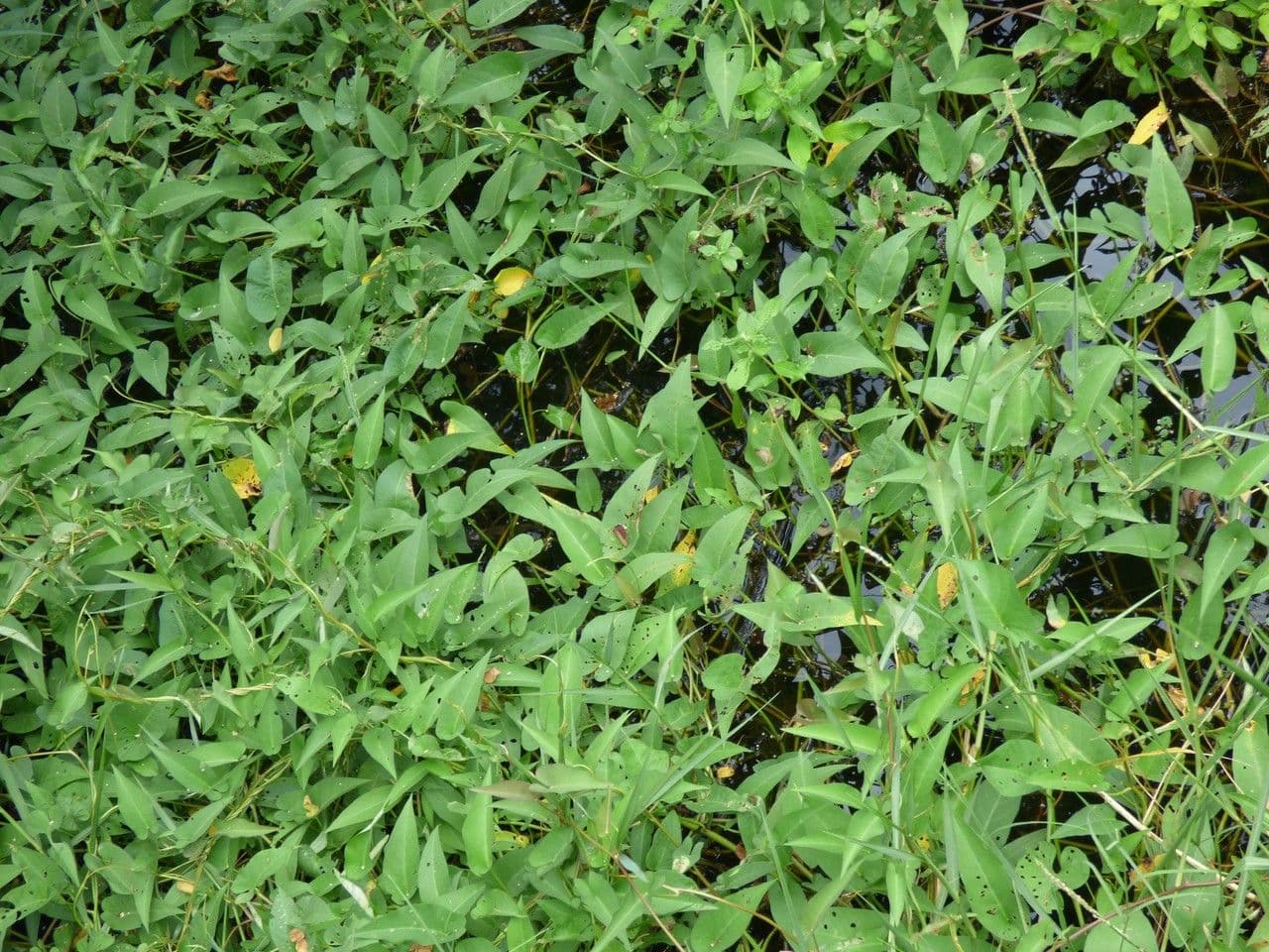 Chinese water-spinach plant met lancetvormige bladeren en witte bloemen