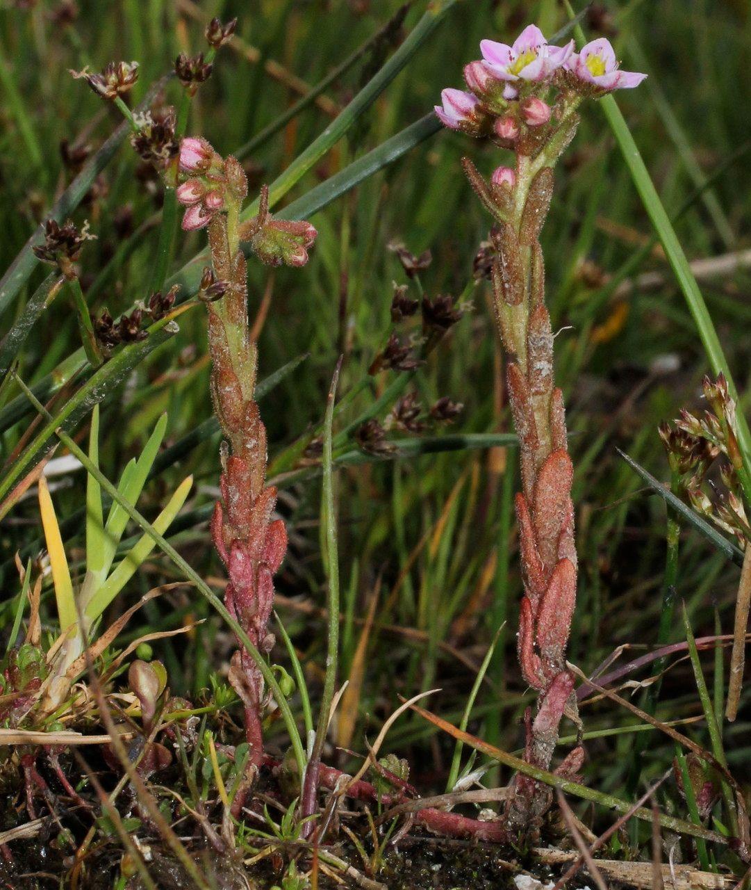 Sumpf-Fetthenne im feuchten Waldrand, mit weich behaarten Stängeln und blassrosa Blüten in der Sommersonne.