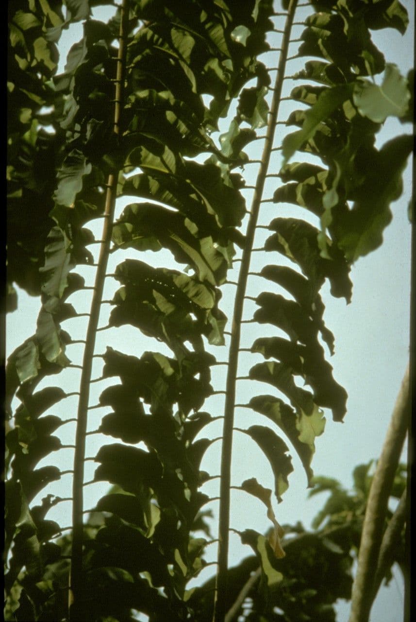 Bertholletia excelsa boom met karakteristieke schors