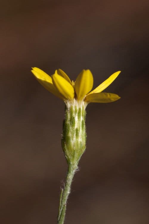 Pityopsis graminifolia mit goldgelben Bluten und silbrigem Laub