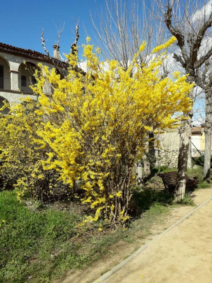Hänge-Forsythie in voller Blüte mit goldgelben Blüten im zeitigen Frühjahr