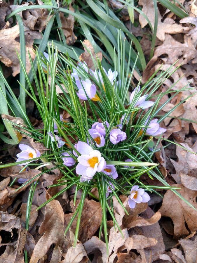 Dalmatiner Krokus in voller Blüte im Frühjahr auf einer licht beschatteten Wiese