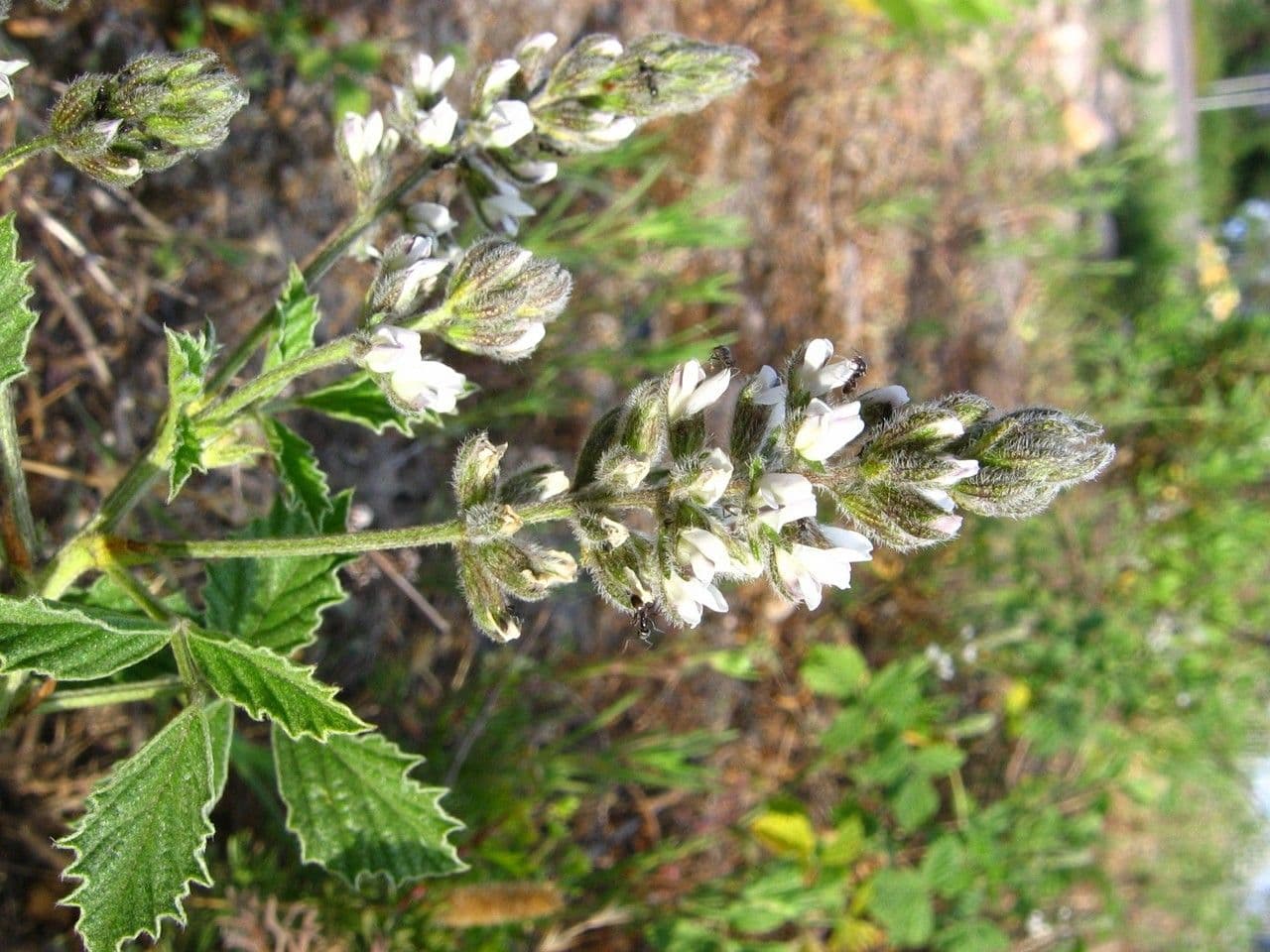 Cullen americanum plant in groei