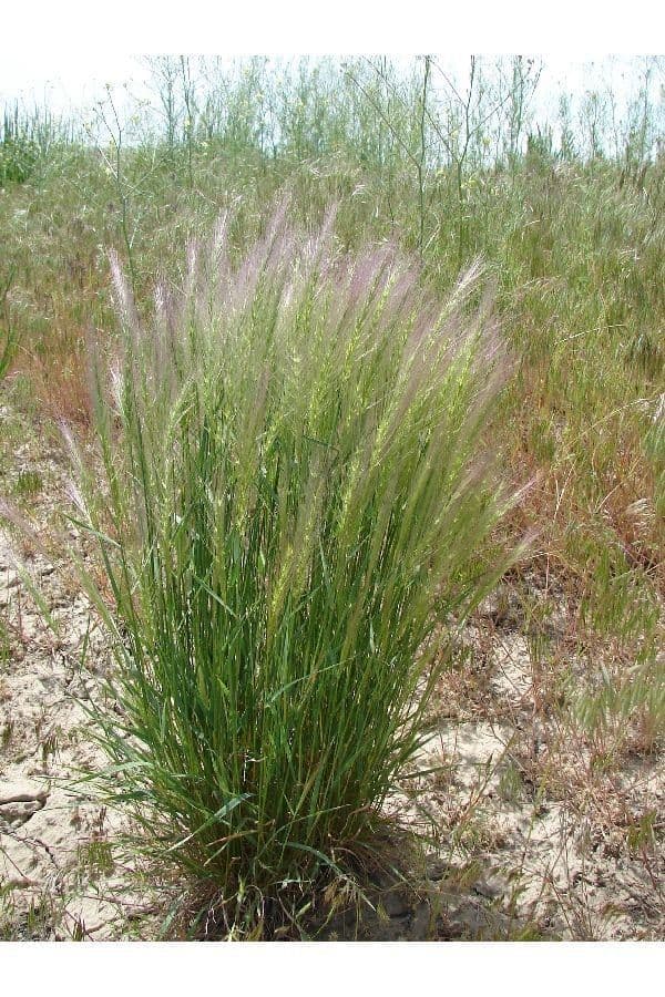 Elymus elymoides mit charakteristischen borstenartig langen Grannen in einer sonnigen trockenen Bepflanzung