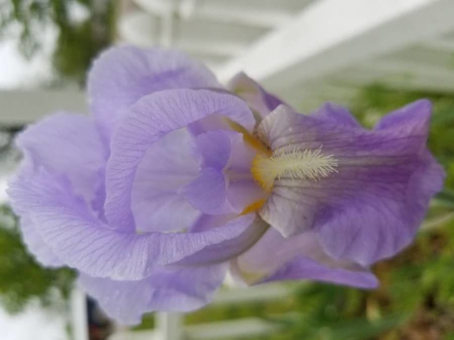 Iris pallida avec fleurs violettes en pleine floraison