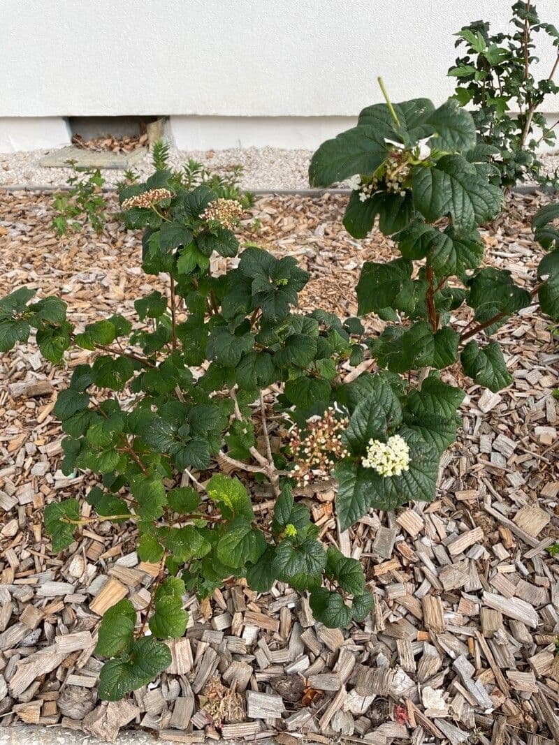 Weisse Bluten des Viburnum dilatatum gefolgt von roten Beeren