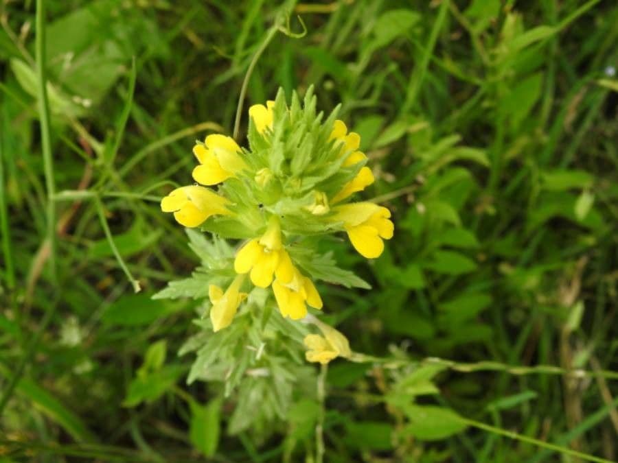 Sticky bartsia (Parentucellia viscosa) with yellow flowers in natural habitat