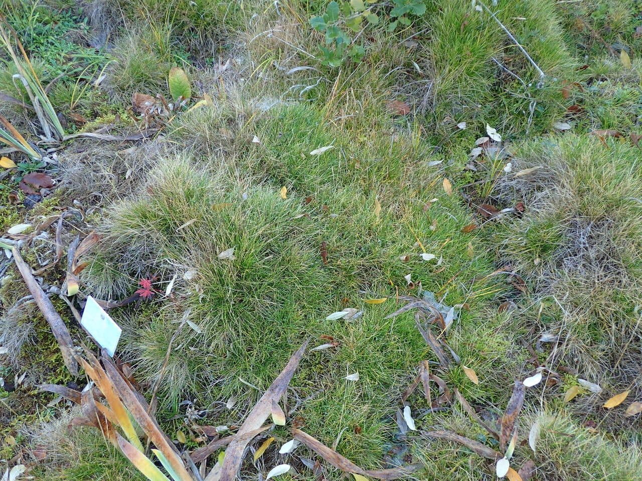 Festuca gautieri kompakte Büschel mit steifem Laub