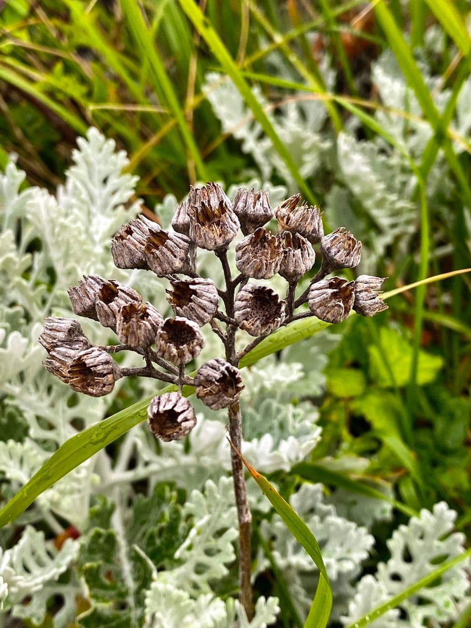 Jacobaea leucophylla met gele bloemen en zilverachtig blad in de Pyreneeën