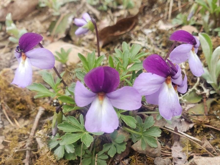 Viola pedata mit großen lilablauen Blüten zwischen fein geteilten, vogelfußförmigen Blättern
