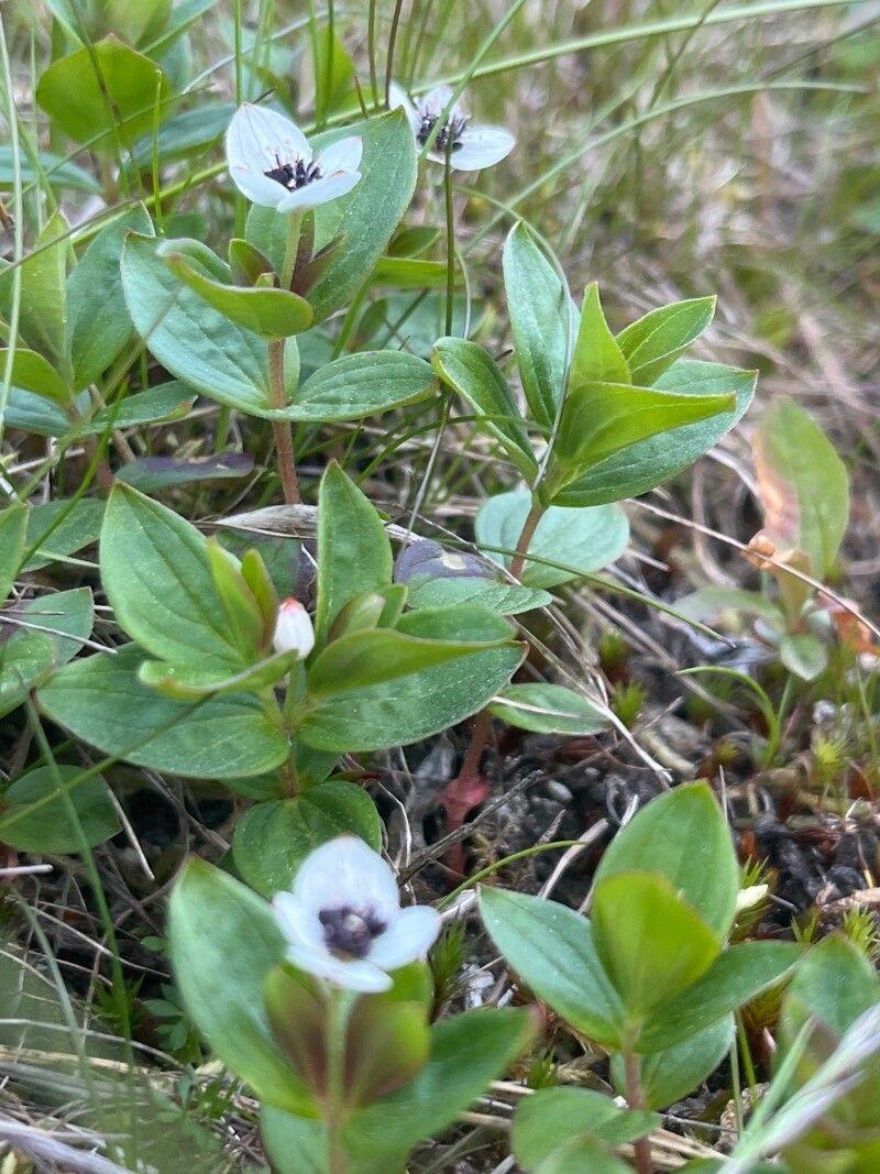 Schwedischer Hartriegel in natürlicher Umgebung mit kleinen rosa Blüten und glänzenden Blättern