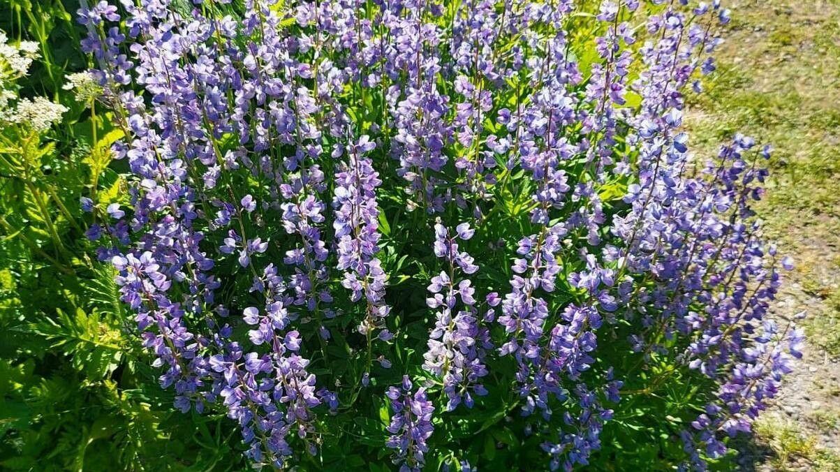 Gelbe und violette Blütentrauben der Alaska-Lupine in voller Blüte auf einer sonnigen Böschung.
