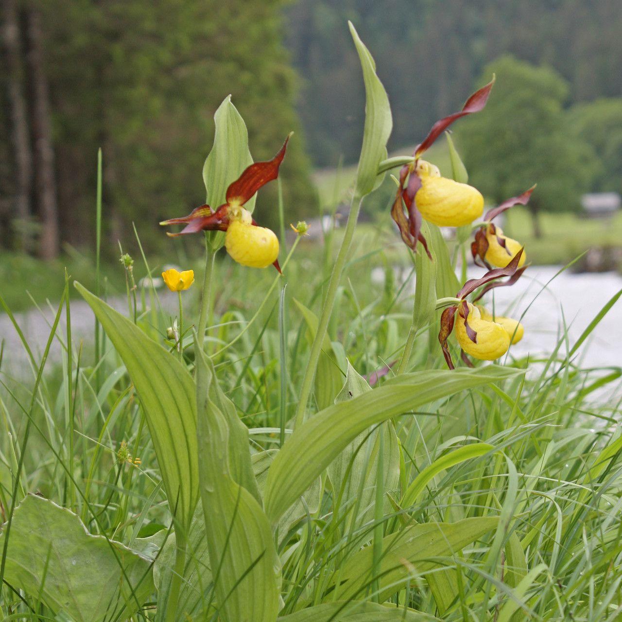 Geel vrouwenschoentje bloeiend in bosrand