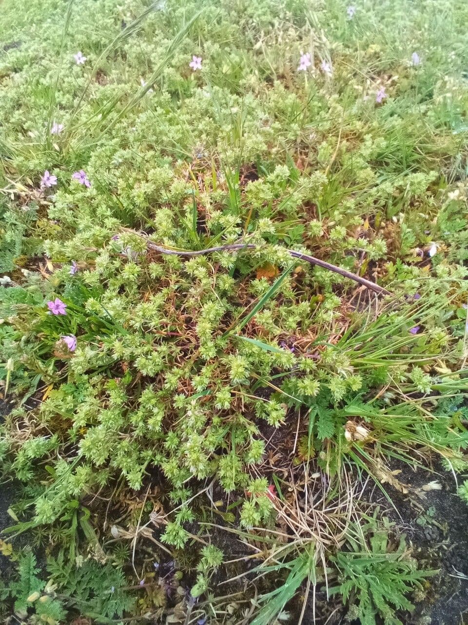 Annual knawel plant with tiny green flowers in dense growth