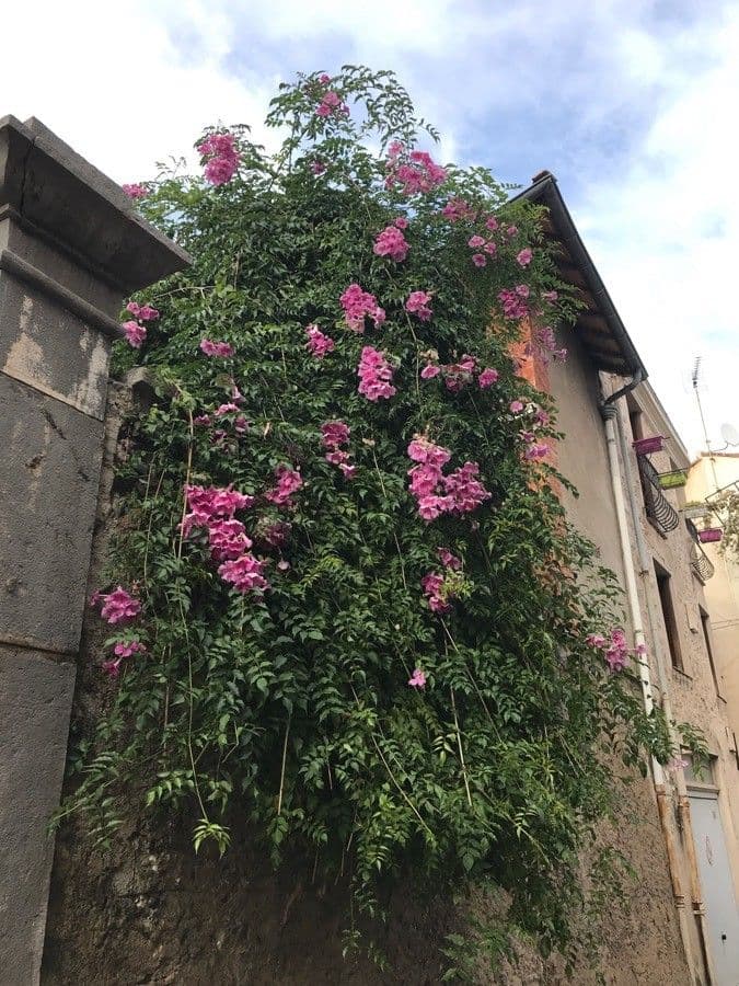 Podranea ricasoliana pink trumpet flowers