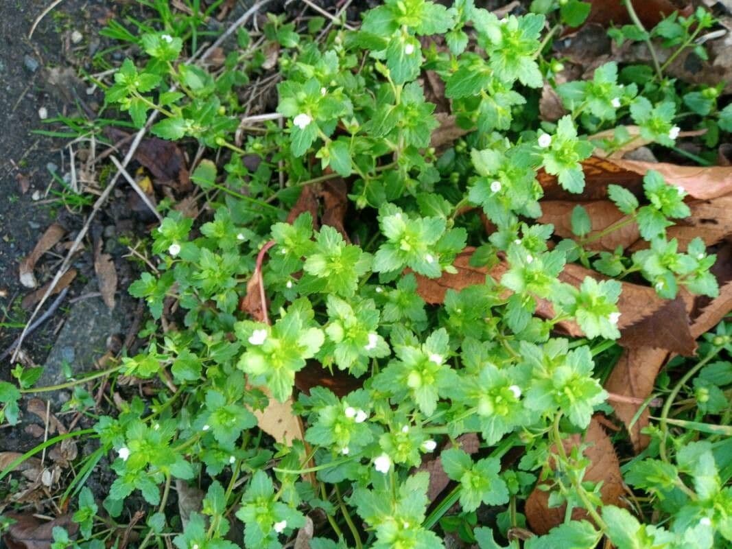 Acker-Ehrenpreis Pflanze mit kleinen weiß-blauen Blüten