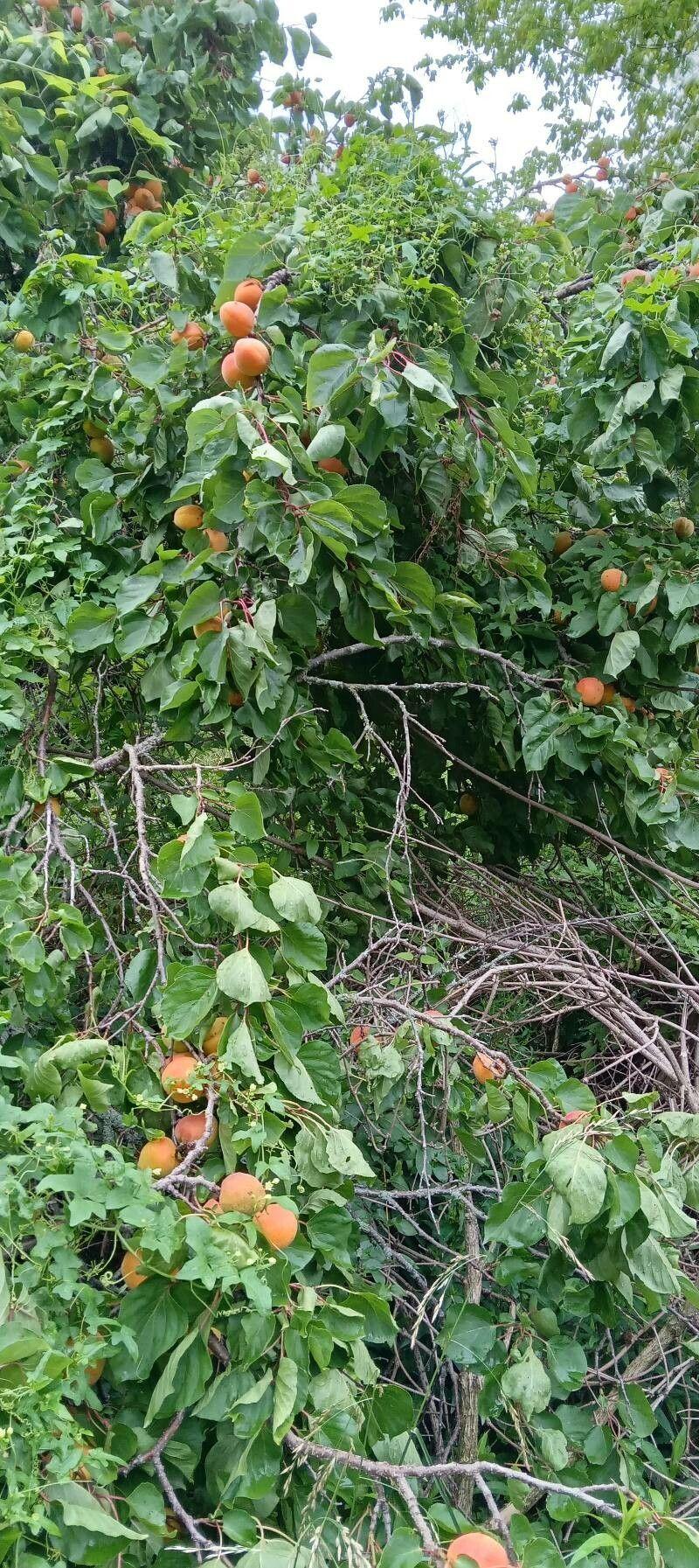 Abrikoosboom in volle bloei in de vroege lente, met lichtroze bloesems tegen een blauwe lucht