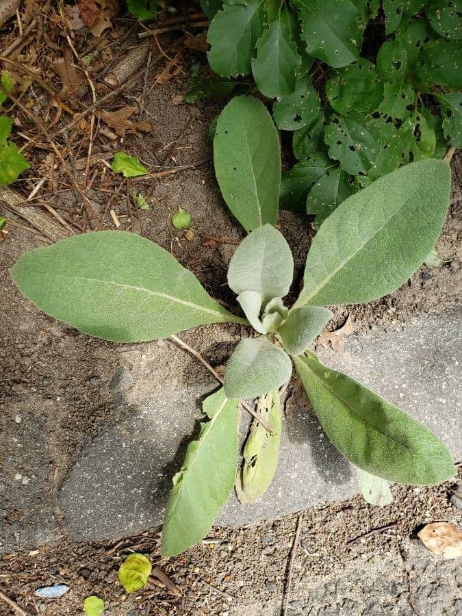 Verbascum phlomoides met gele bloemtrossen in volle bloei