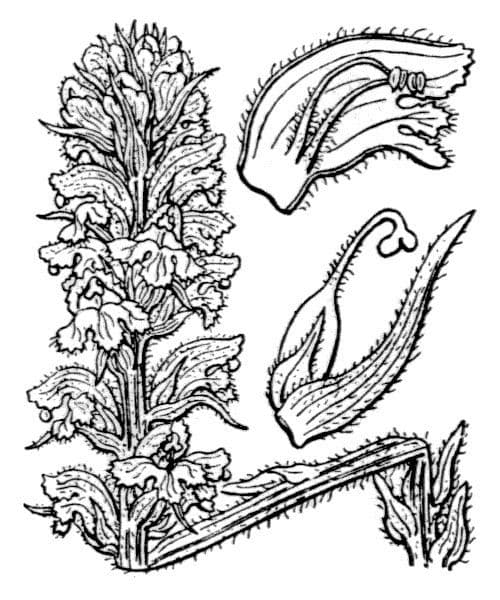 Orobanche salviae bloeiende bremraap met gele bloemen