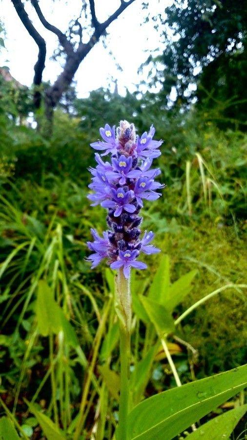 Herzförmige Pontederie mit violetten Blütenständen am Ufer eines Gartenteichs