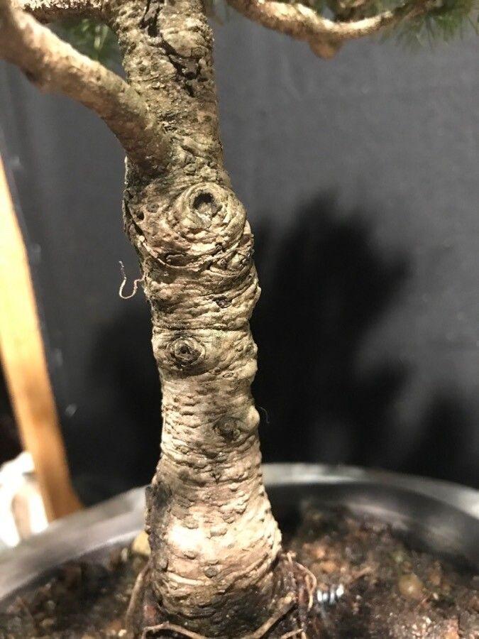 Schimmelfichte (Picea glauca) im Wintergarten mit dichtem kegelförmigen Wuchs und silbrig-grauen Nadeln