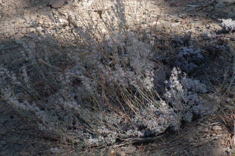 Eriogonum wrightii mit weissen Blutendolden auf trockenem steinigem Untergrund