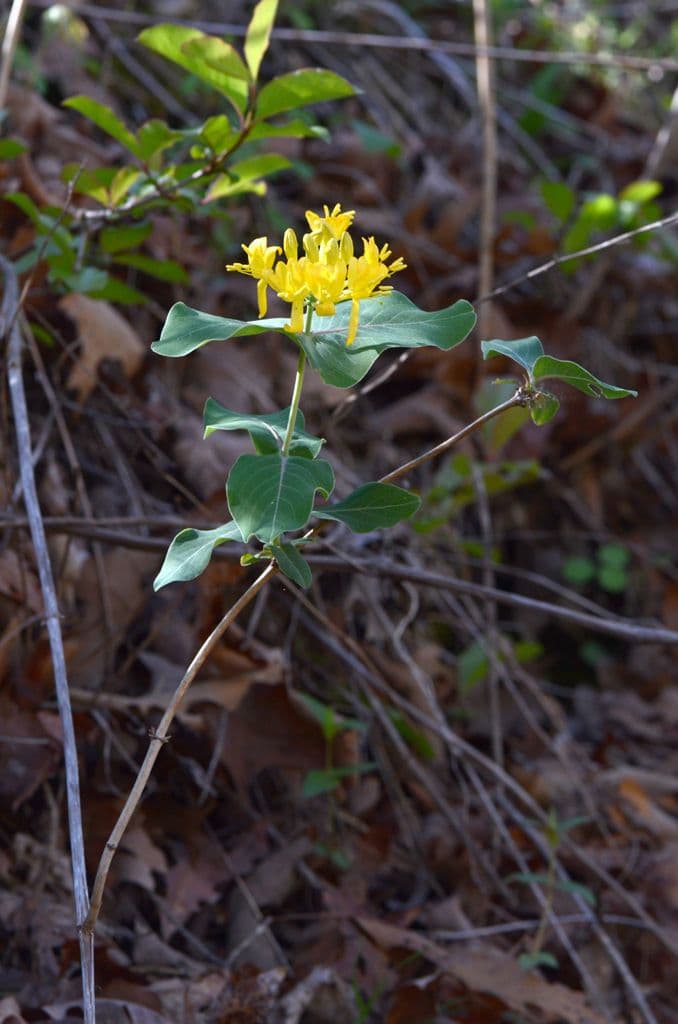 Chevrefeuille jaune avec fleurs jaunes caracteristiques et feuillage vert fonce