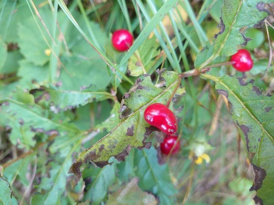 Alpengeißblatt mit kleinen weißlich bis rosa Blüten in einer felsigen Gartenumgebung