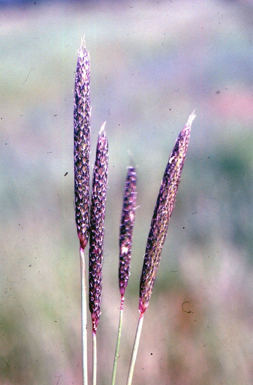 Alopecurus bulbosus grass foxtail spikes