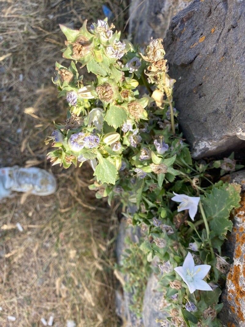 Campanule isophylle avec fleurs blanches en cascade